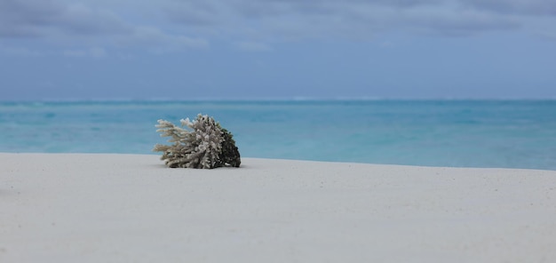 sea coral on white sand by the ocean