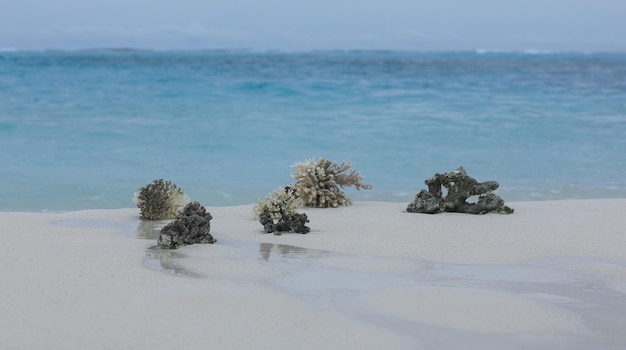 海沿いの白い砂浜に海の珊瑚