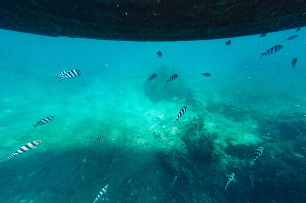 Under the sea corals and fish