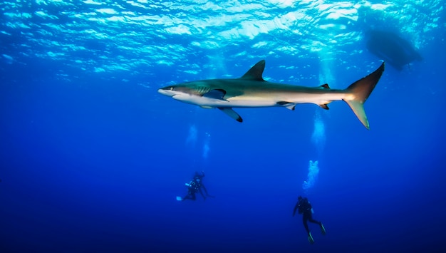 Sea of Cortez, coast of Mexico, february 2017: Huge white shark in black night ocean swims under water. Sharks in wild. Marine life underwater in blue ocean. Observation of animal world