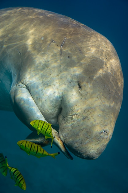 Sea cow smiles while swimming in the sea