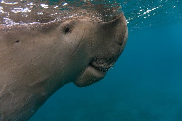 Sea cow swims on the surface of the sea