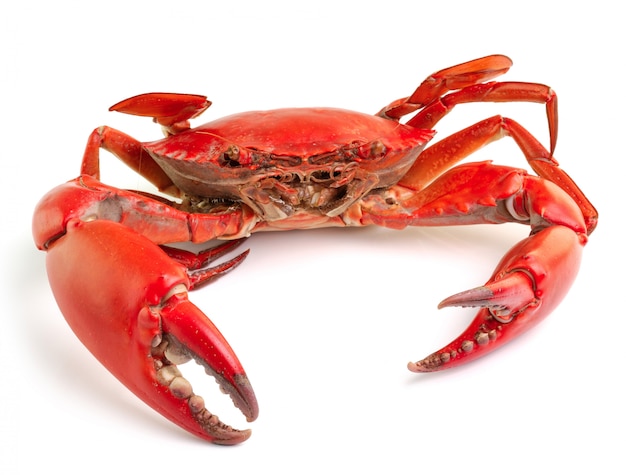 Sea crab isolated on white background