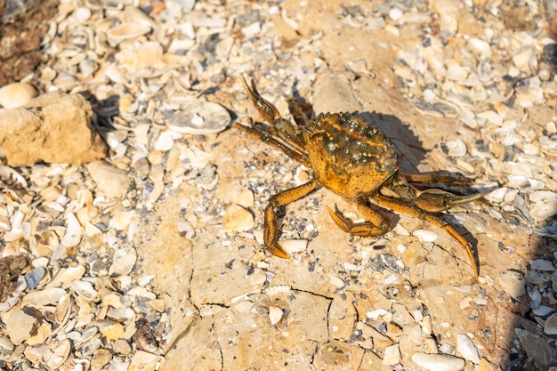 Foto granchio di mare in riva al mare messa a fuoco selettiva