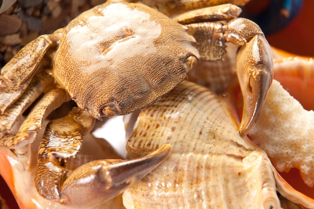 Sea crab on shell