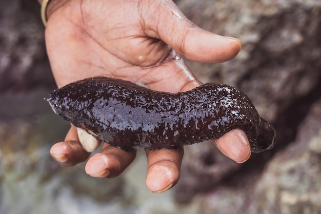 Sea cucumber in his hand