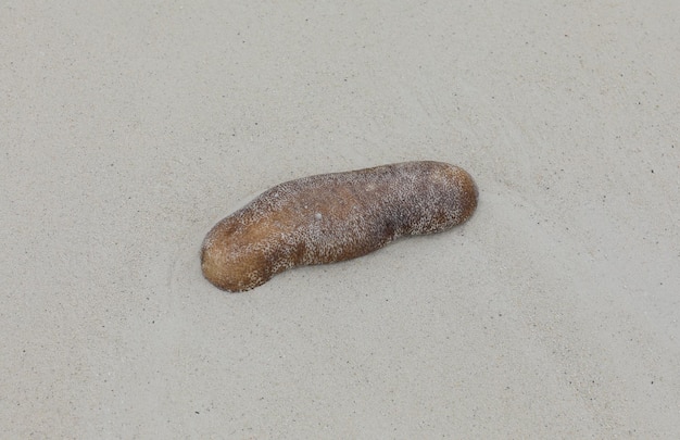 sea cucumber on white sand by the ocean