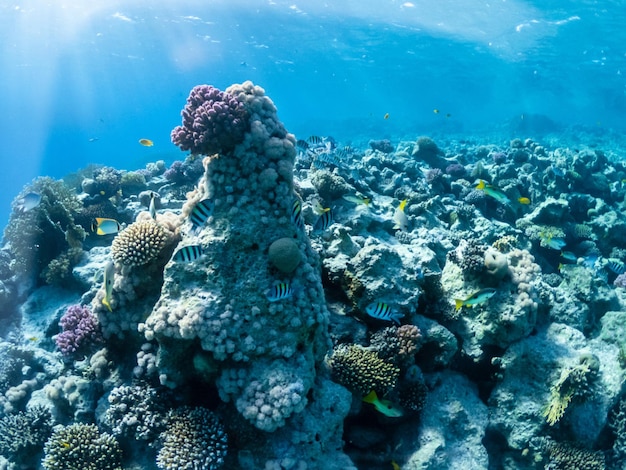 Море глубоко под водой с коралловым рифом