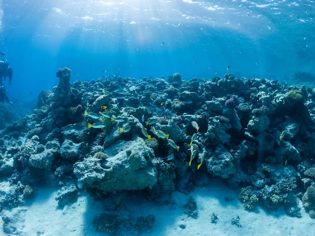 Море глубоко под водой с коралловым рифом