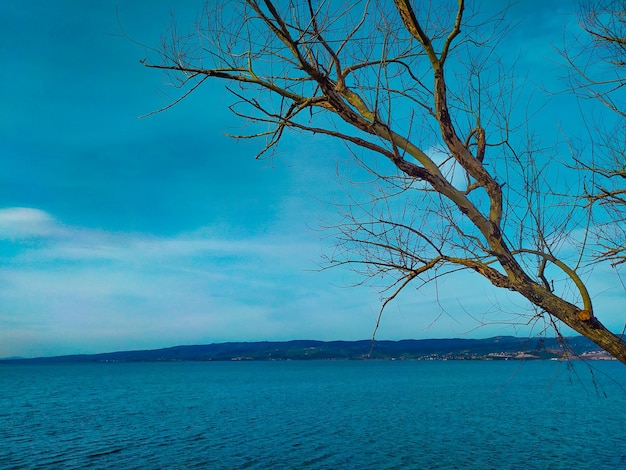 Photo sea and a dried tree