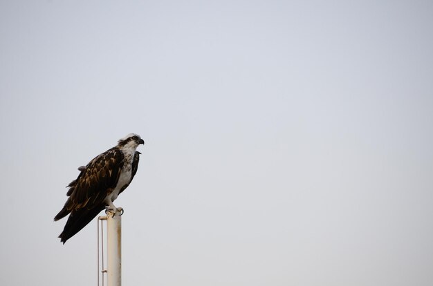 Sea eagle on flagpole at beach