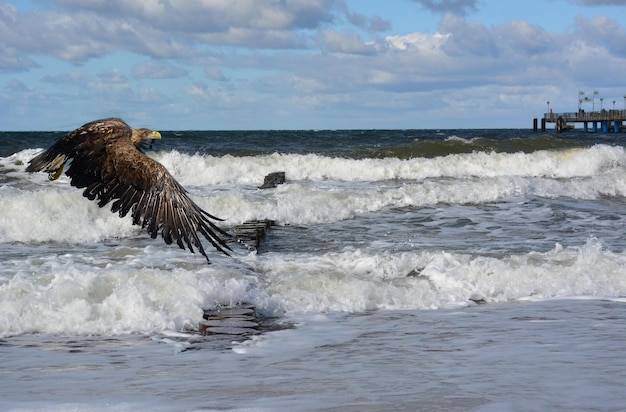 Foto aquila di mare nel mare