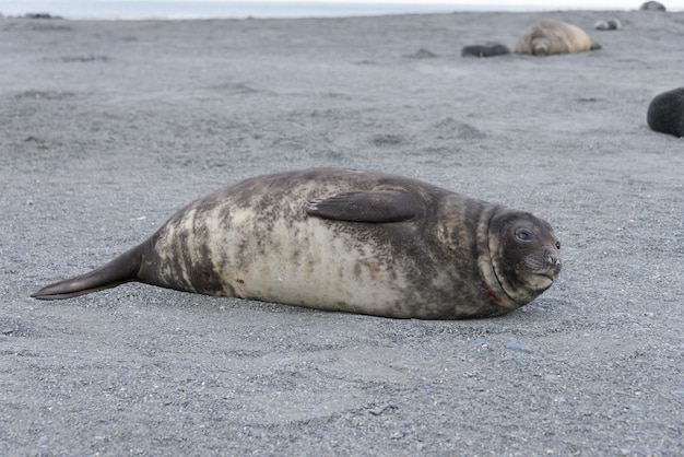 Photo sea elephant on south georgia