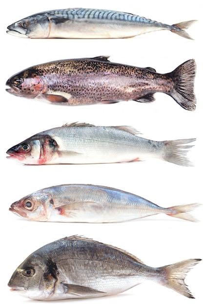 Sea fish collection