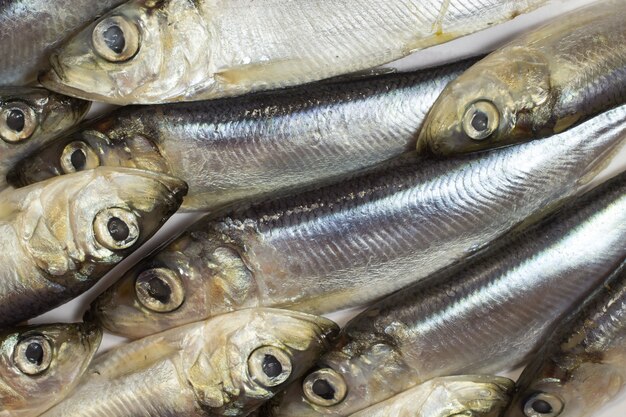 海の魚のニシンをクローズアップ