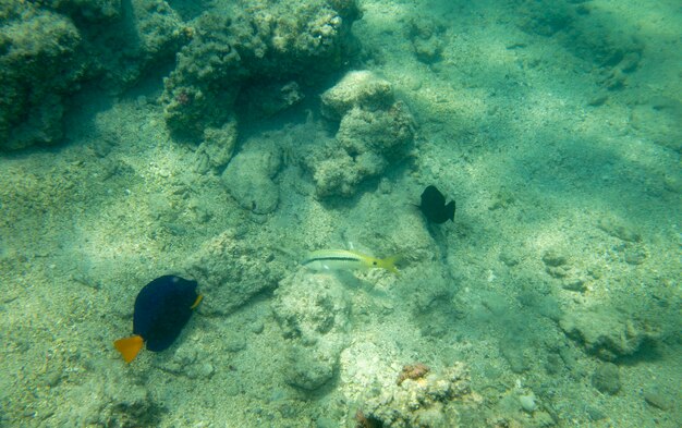 морская рыба возле коралла, подводный летний фон