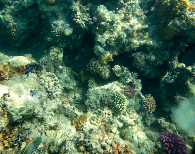 Pesce di mare vicino al corallo, sfondo estivo sott'acqua