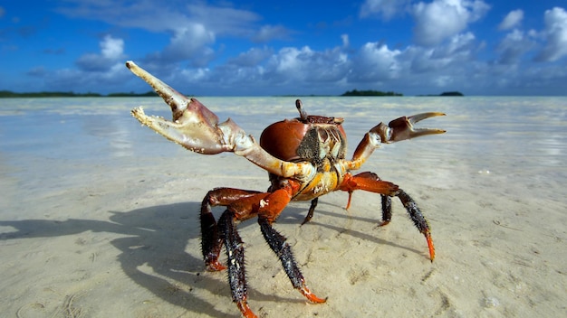 Foto pesci di mare