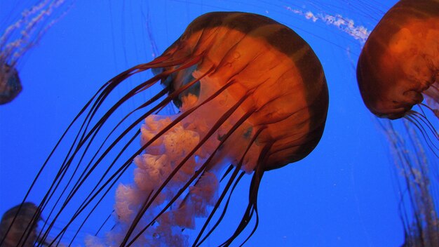 Foto pesci di mare