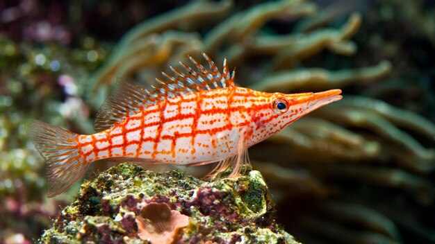 写真 海魚