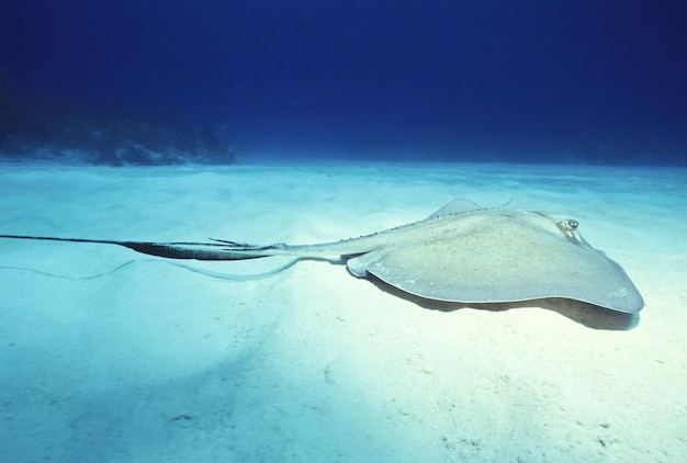 海の魚