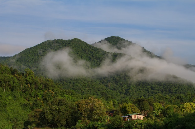 Mare di nebbia con foreste come primo piano