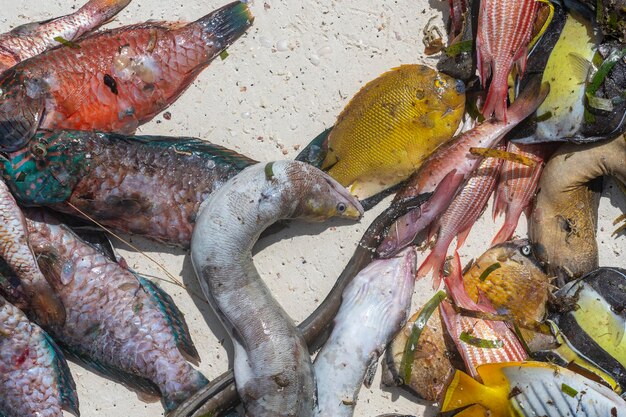 Sea fresh fish at street food market of Zanzibar island Tanzania Africa Seafood concept Raw fish for cooking close up