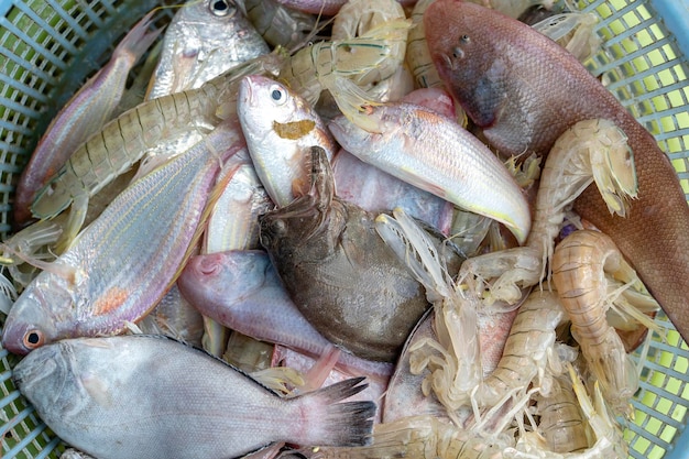 Sea fresh shrimps and fish at street market in Thailand Seafood concept