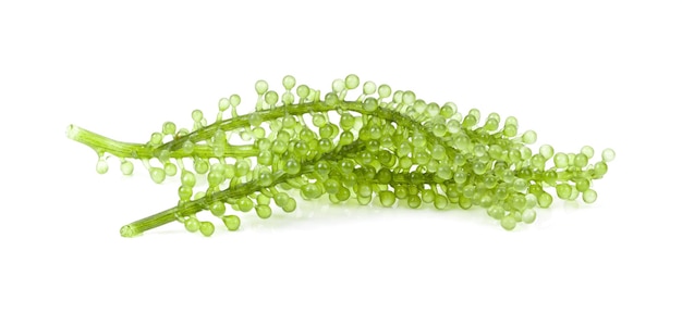 Sea grapes  green caviar  seaweed on white background