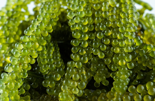 Sea grapes ( green caviar ) seaweed