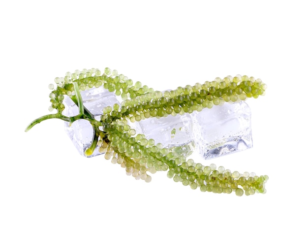 Sea grapes ( green caviar ) seaweed,