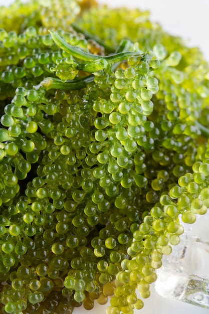 Sea grapes ( green caviar ) seaweed,