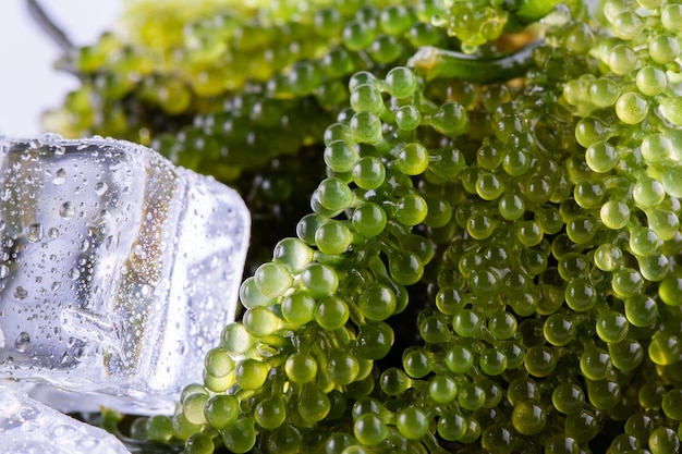 Foto alga caviale verde uva di mare