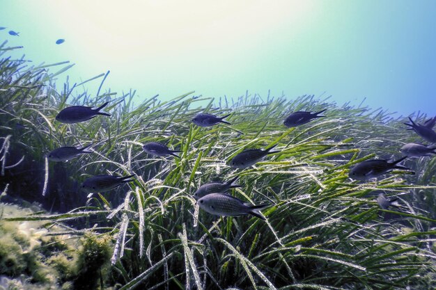 Sea Grass Underwater Green Grass