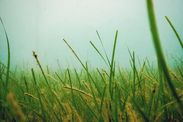 Sea Grass Underwater, Underwater Close up Green Sea Grass