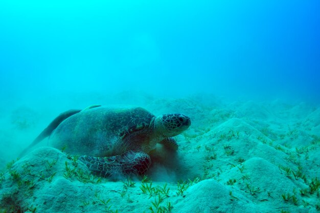 アオウミガメと2匹の吸盤が水中の景色を眺めます。赤い海、エジプト。