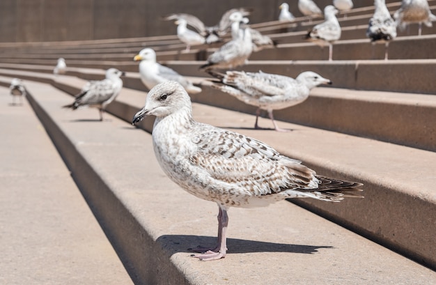 Photo sea gull in blackpool stand on step to wait food