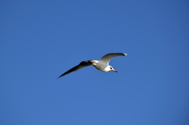 Sea gull flies against the background of a bright blue sky Back view