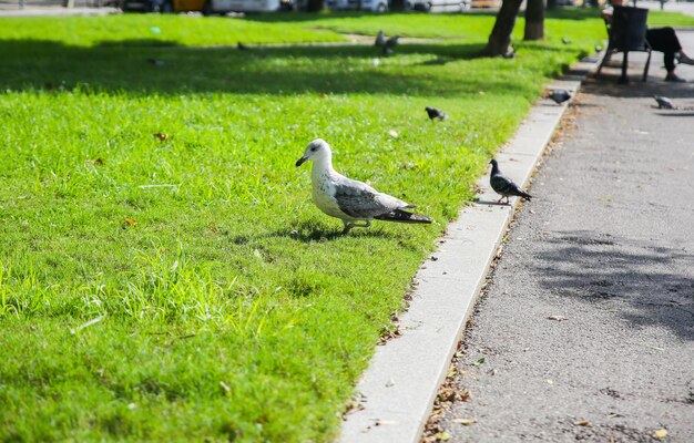 Sea gull is running on the green grass