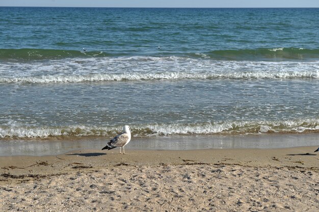 Sea gull is standing at the Black Sea coast, Ukraine.