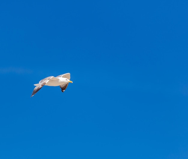 カモメ オープン ウイング フライ 澄んだ青空背景 ニシン カモメ ホワイト カラー ビューの下