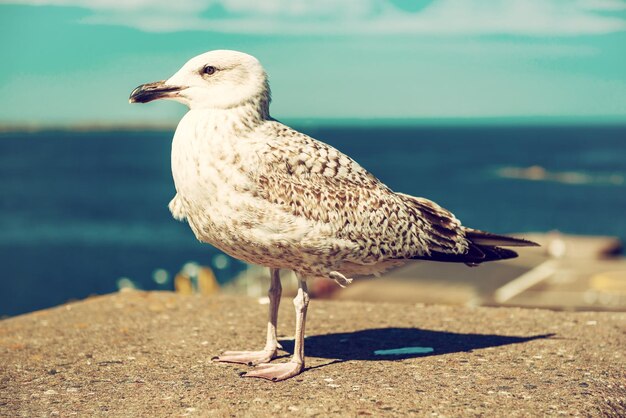 Sea gull at pier