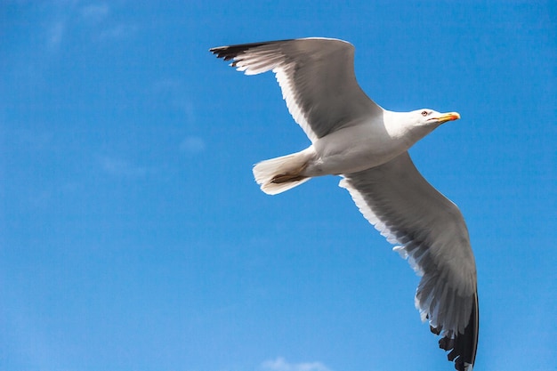 Sea gull in the sky at sunny day