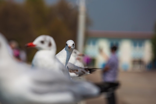 Sea gull standing on his feet on the beach at sunset Close up view of white birds seagulls walking by the beach against natural