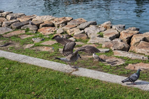 Sea gull