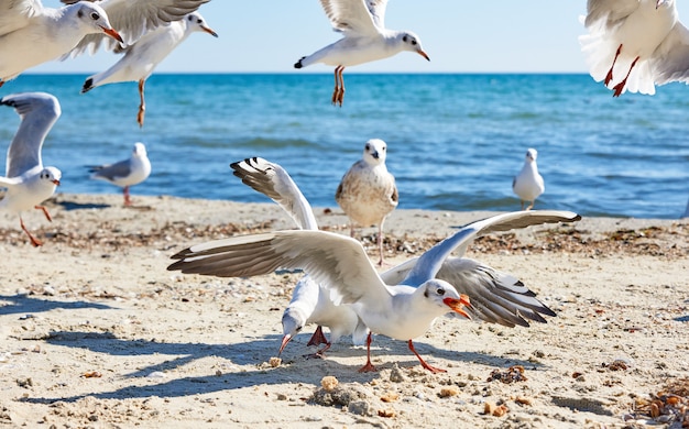 Photo sea gulls on the beach in a summer sunny day, ukraine village lazurnoe