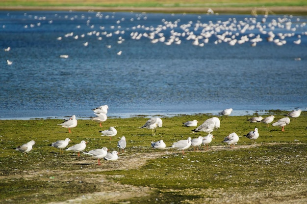 Sea gulls at coast