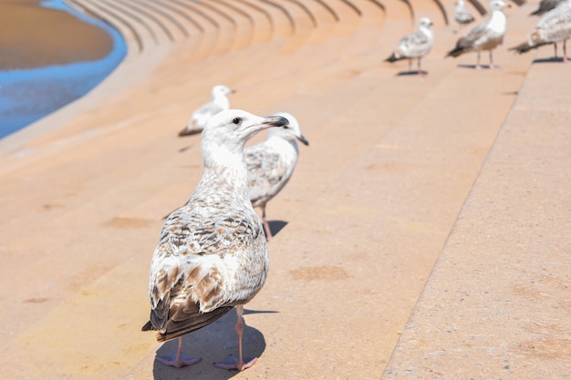 写真 ブラックプールの海鳥