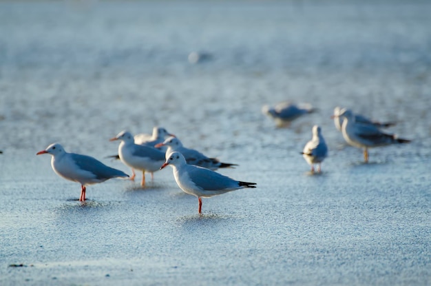 Sea gulls at water