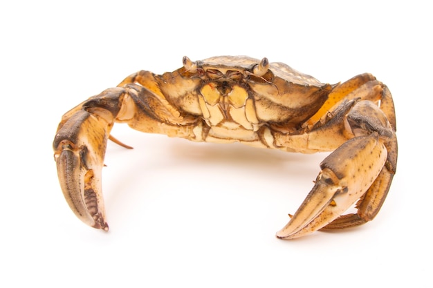 Sea herbal arthropod crab on a white 